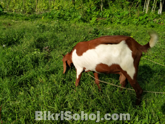 একটি উন্নত জাতের ছাগল বিক্রি করা হবে